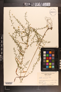 Symphyotrichum racemosum image