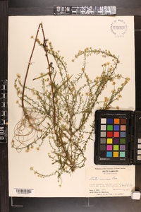 Symphyotrichum racemosum image