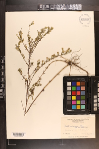 Symphyotrichum racemosum image