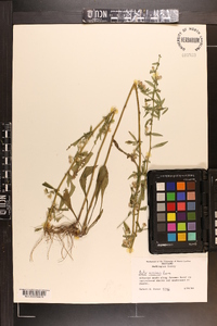 Symphyotrichum racemosum image