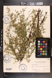 Symphyotrichum racemosum image