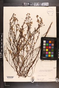 Symphyotrichum racemosum image