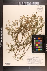 Symphyotrichum racemosum image