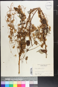 Cuscuta rostrata image