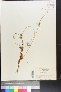 Cuscuta rostrata image