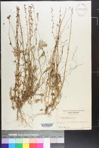 Cuscuta campestris image