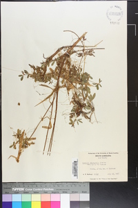 Cuscuta campestris image