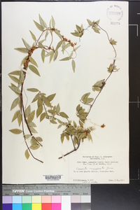 Cuscuta compacta image