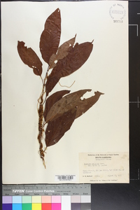 Cuscuta compacta image