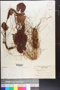 Cuscuta compacta image