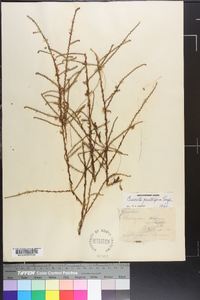 Cuscuta pentagona image