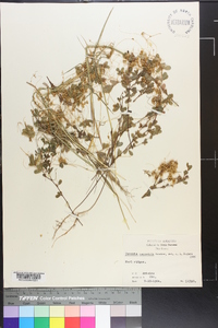 Cuscuta campestris image