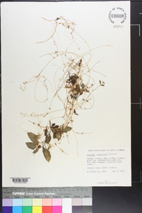 Cuscuta campestris image