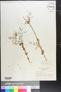 Cuscuta campestris image