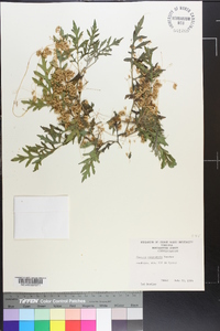 Cuscuta campestris image