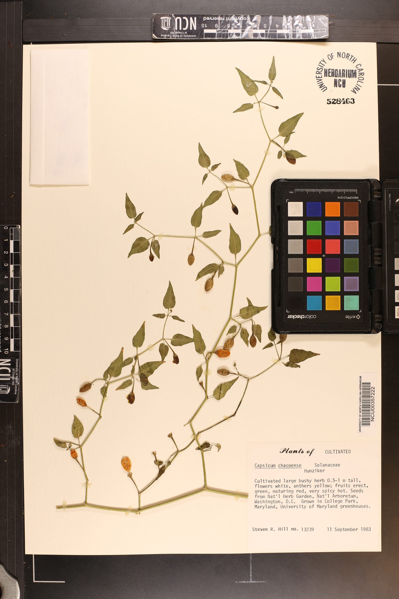 Capsicum chacoense image