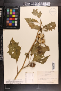 Datura stramonium image