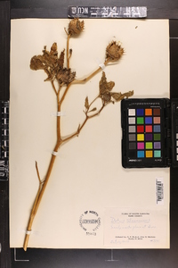 Datura stramonium image