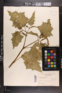 Datura stramonium image