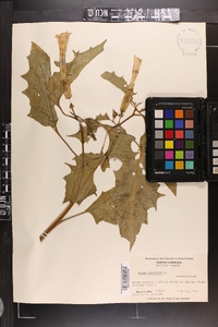 Datura stramonium image