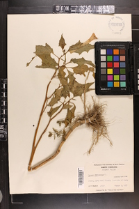 Datura stramonium image