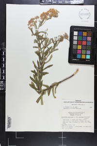 Asclepias tuberosa subsp. rolfsii image