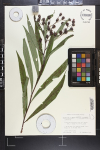 Vernonia noveboracensis image