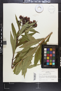 Vernonia noveboracensis image