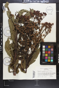 Vernonia noveboracensis image