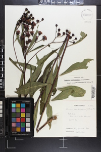 Vernonia noveboracensis image