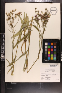 Vernonia texana image