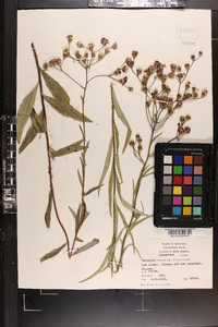 Vernonia texana image