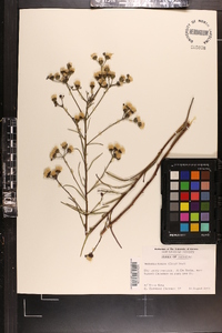 Vernonia texana image