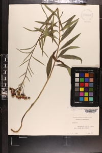 Vernonia texana image