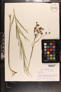 Vernonia texana image
