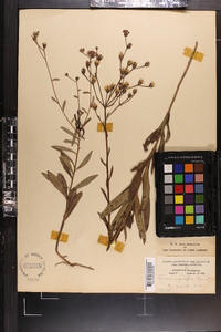Vernonia texana image