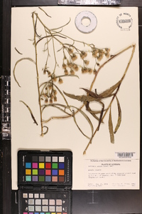 Vernonia texana image
