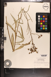 Vernonia texana image