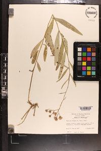 Vernonia texana image