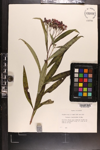 Vernonia fasciculata image