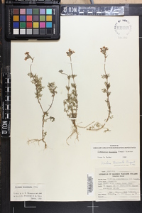 Glandularia pulchella image