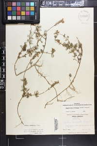 Glandularia pulchella image