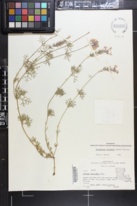 Glandularia pulchella image