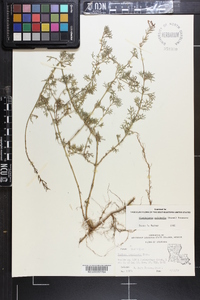 Glandularia pulchella image