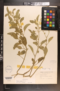 Physalis walteri image