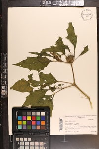 Datura stramonium image