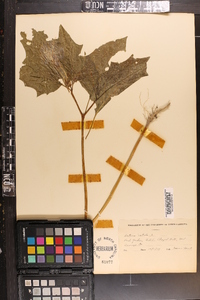 Datura stramonium image