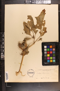 Datura stramonium image