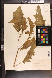 Datura stramonium image