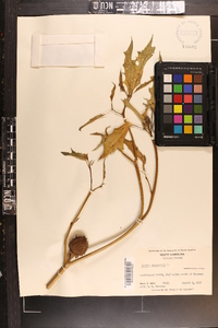 Datura stramonium image